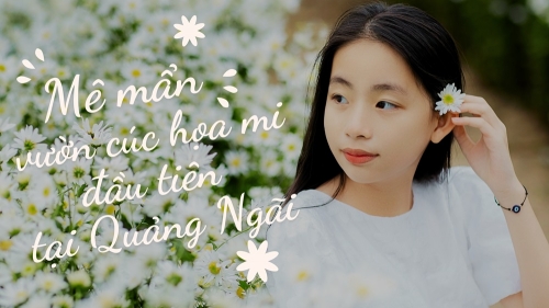 Video: Mê mẩn vườn cúc họa mi đầu tiên tại Quảng Ngãi