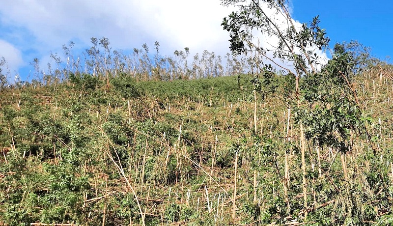 Kịp thời hỗ trợ thu mua gỗ keo ngã đổ do bão số 9 trên địa bàn tỉnh