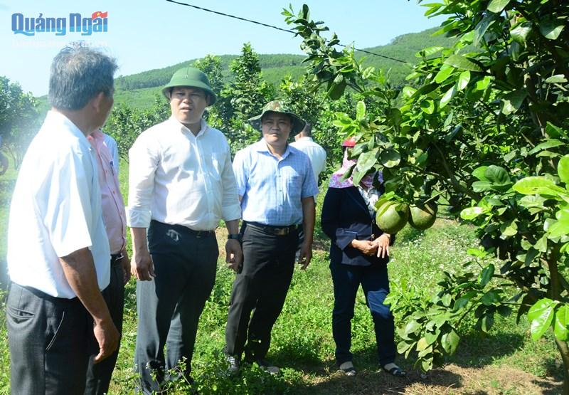 Kiểm tra khôi phục sản xuất vùng trồng cây ăn quả huyện Nghĩa Hành