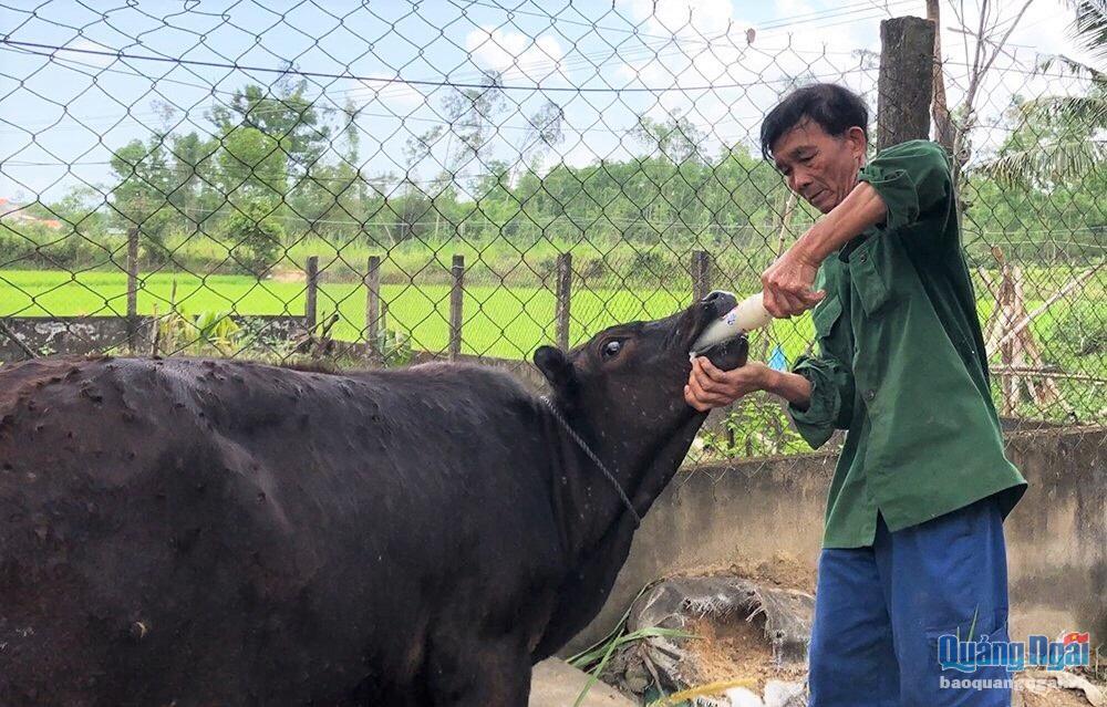 Bình Sơn tiêm vắc xin phòng bệnh viêm da nổi cục trên gia súc