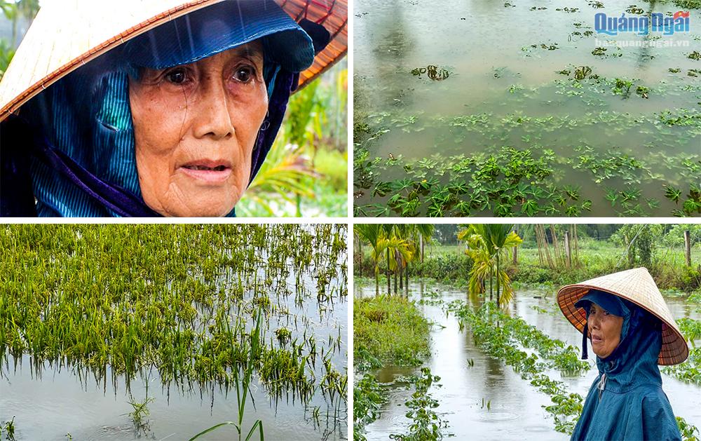 Video: Hơn 5.500ha lúa, hoa màu bị thiệt hại do mưa lớn